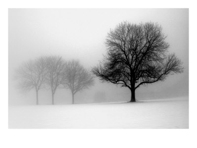 Winter Trees I