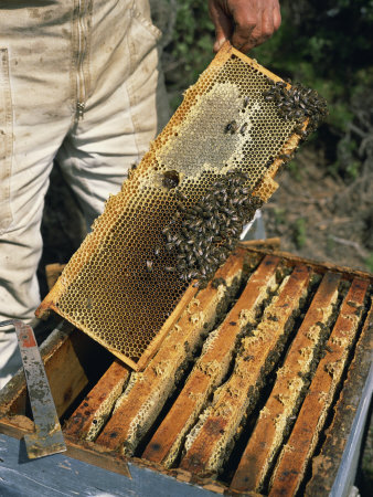 Bee Keeper Collecting Honey from Combs in Beehives in Provence, France, Europe