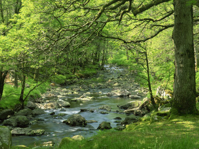 Afon Artro Passing Through Natural Oak Wood, Llanbedr, Gwynedd, Wales, United Kingdom, Europe