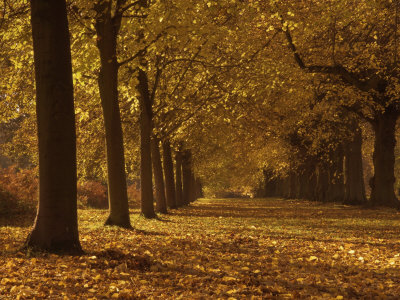 Lime Tree Avenue in Autumn Colours, Clumber Park, Worksop, Nottinghamshire, England, United Kingdom