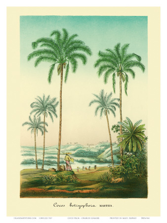 Coconut Palm Trees, 1854