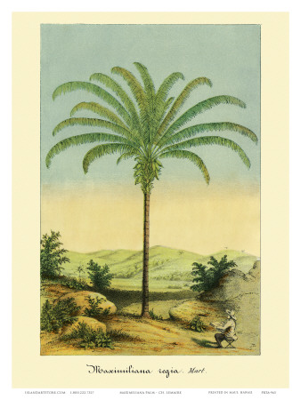 Maximiliana Palm Tree, Botanical Illustration, c.1854