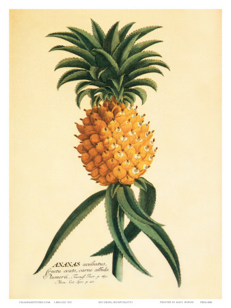 Ho’okipa, Hawaiian Pineapple c.1742