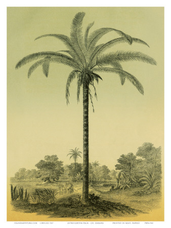 Astrocaryum Chambira Palm Tree, Botanical Illustration, c.1854