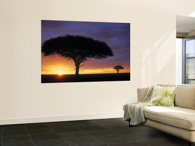 Acacia Tree at Sunrise, Serengeti National Park, Tanzania