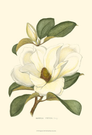 Magnolia