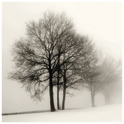 Winter Grove