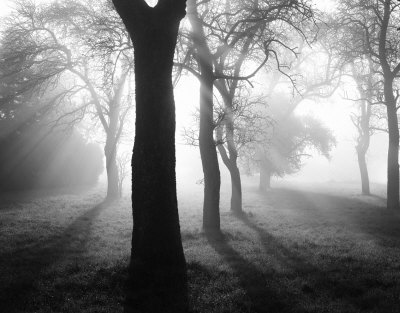 Baume im Nebel I