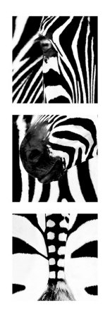 Zebra Tryptich