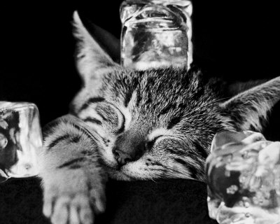 Buy Kool Kat II at AllPosters.com