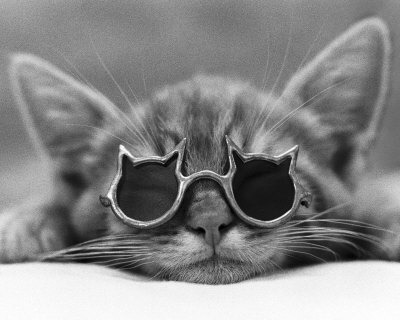 Buy Kool Kat I at AllPosters.com