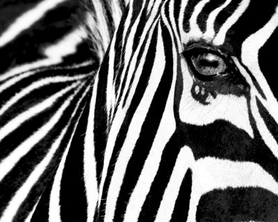 Buy Black & White II (Zebra) at AllPosters.com