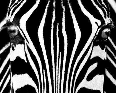 Buy Black & White I (Zebra) at AllPosters.com