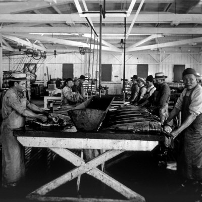 Cleaning Salmon in Astoria Oregon 1900.