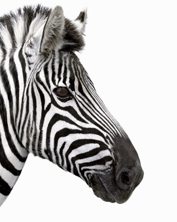 Zebra in Profile