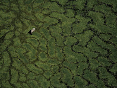 A cow grazing on the marshland in Lago Ypoa, south of Asuncion