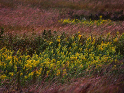 Autumn wind blowing golden rod and prairie grasses
