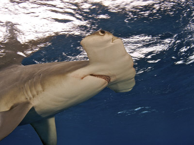 Buy A great hammerhead shark swimming near the ocean's surface at AllPosters.com