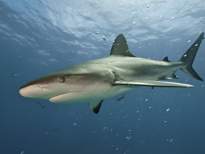 A Caribbean reef shark swimming in the waters off the Bahama Islands