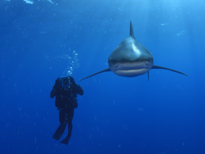 Buy An oceanic whitetip shark swims past a diver at AllPosters.com