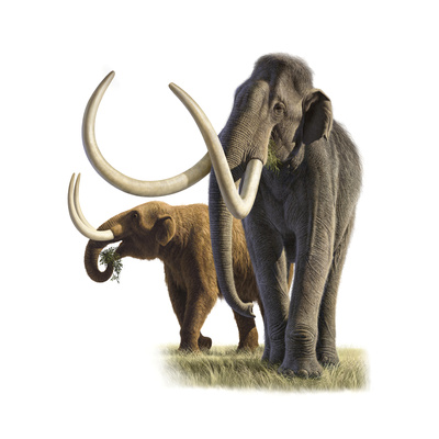 Artwork of a mammoth and a mastodon