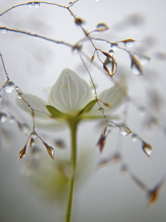 A bog star flower in a river-edge meadow