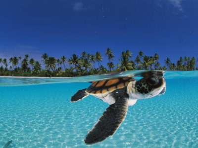 Baby green sea turtle swimming in a tropical paradise