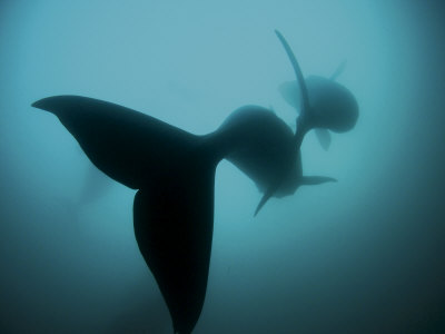 Buy Pair of southern right whales in the Auckland Islands Marine Reserve at AllPosters.com