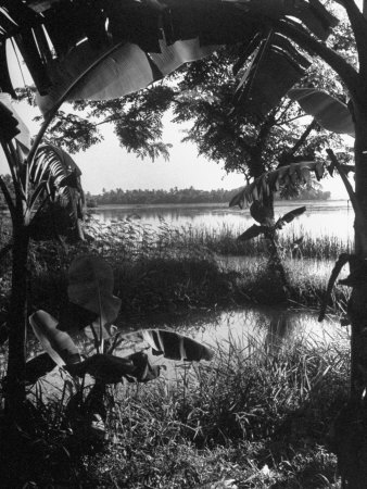 Lush Vegetation Growing Everywhere around Water