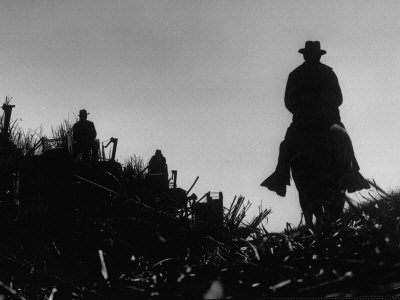 Workmen Harvesting Sugar Cane in a Field