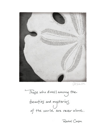 Buy Sand Dollar at AllPosters.com