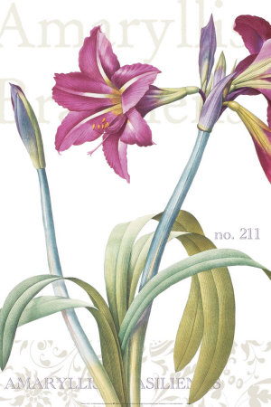 Amaryllis, no. 211