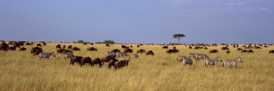 Buy Wildebeests and Zebra Migration, Masai Mara National Reserve, Kenya at AllPosters.com