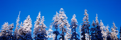 Oregon, Pine Trees, Winter
