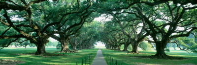 Buy Louisiana, New Orleans, Brick Path Through Alley of Oak Trees at AllPosters.com