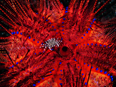 Zebra Crab (Zebrida Adamsii) in Symbiosis with an Astropyga Radiata Sea Urchin