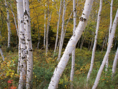 Stand of White Birch Trees