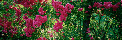 High Angle View of Pink Roses on a Trellis, Elizabeth Park, Hartford, Ct, USA