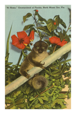 Loris, Hybiscus, Florida
