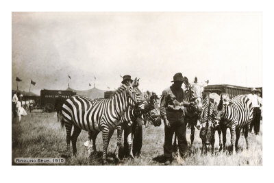 Circus Zebras
