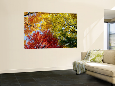 Colorful Trees in Fall, Autumn, Low Angle View Posters