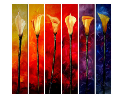 Calla Lilies