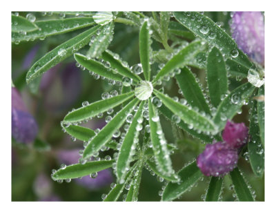 Clinging Dew