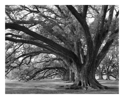 Buy Josephine Oak, Oak Alley Plantation at AllPosters.com
