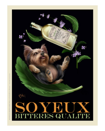 Soyeux Bitteres Qualite - Yorkie