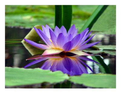 Water Lily In Pond II Photographic Print