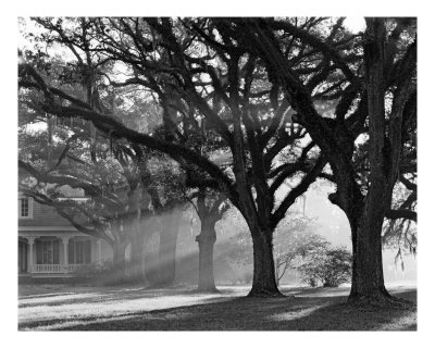 Buy The Oaks Plantation Oak Alley, Morning Light at AllPosters.com