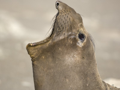 Northern Elephant Seal Mouth Open, West San Benitos Island, Baja California, Mexico