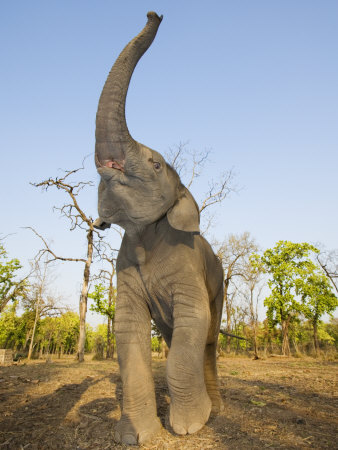 Asian Indian Elephant Holding Trunk in the Air, Bandhavgarh National Park, India. 2007