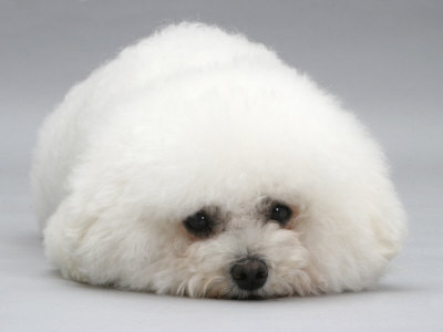 Bichon Frise Lying Down, Chin on Floor